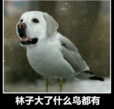 眼贴品牌
