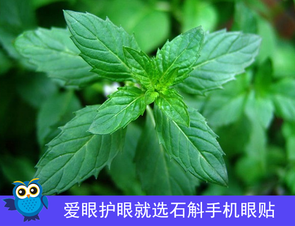 石斛手机眼贴药材知识科普薄荷脑